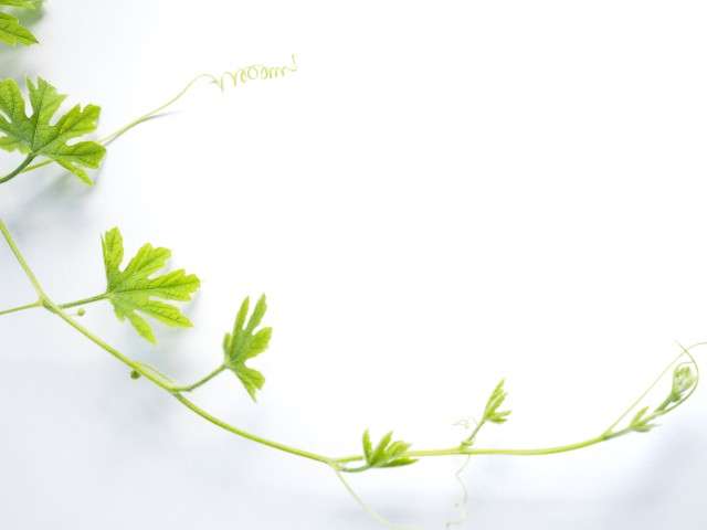 Natuurlijke rust – een symbool voor mindfulness - SensZenjoy - SensZenjoy Groene rank die staat voor rust, aandacht en natuurlijke mindfulness